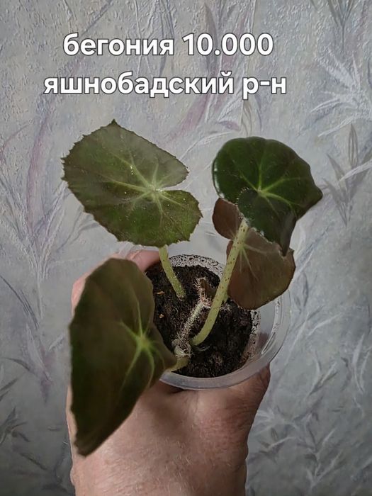 Продаю комнатные цветы