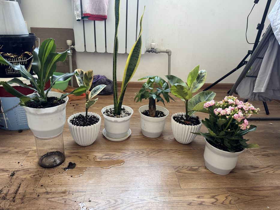 Уй гулдери арзан багада сатылады