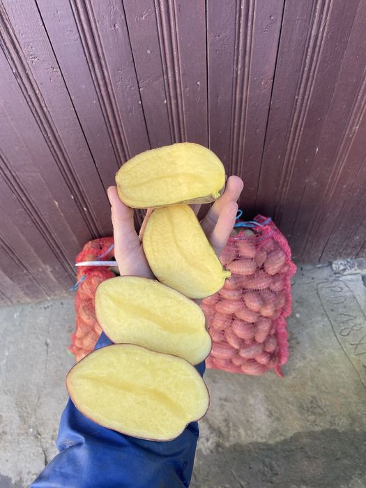 Cartofi consum calibru mare