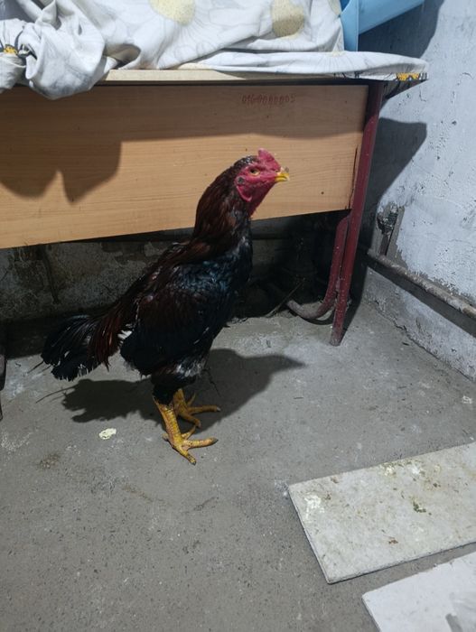 Дакан продам продам