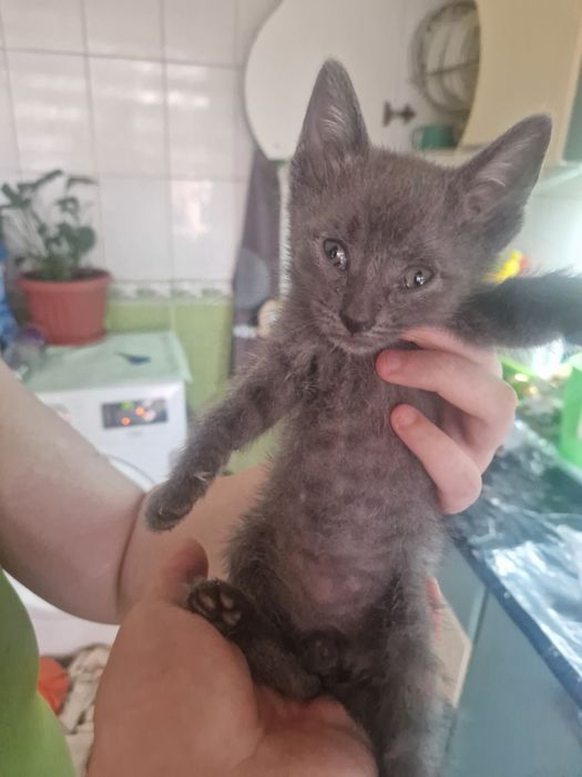 Котёнок серенький