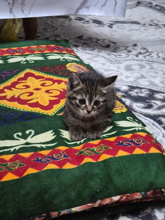 Котенок в добрые руки