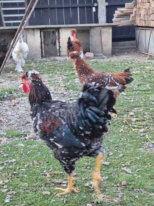 Ouă pentru incubat din rasa Australorp și moțate, încălțate cu gâtul gol. Poenari, Giurgiu