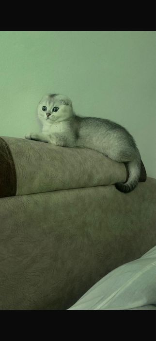 Кот Скоттиш-фолд