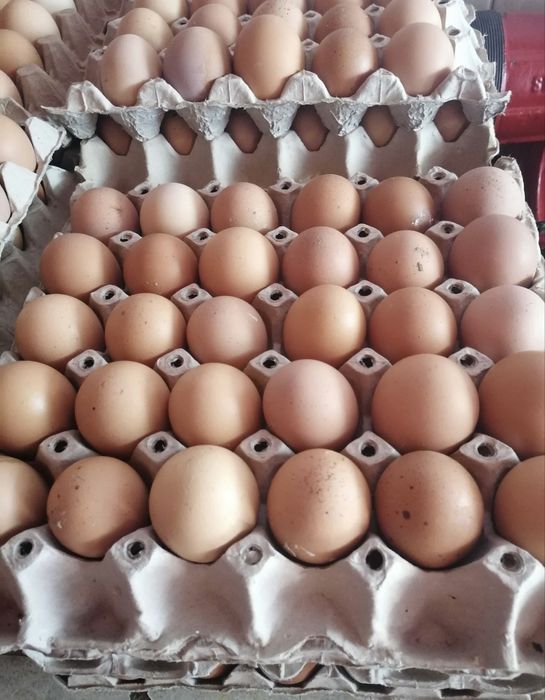 Ouă găină de vânzare