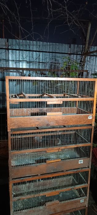 Colivi canari papagali