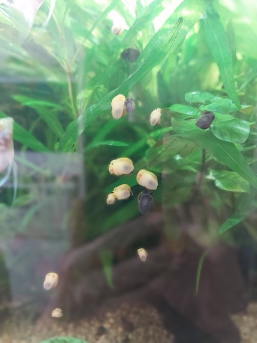 Живые водоросли для аквариумы ЛИМОННИК