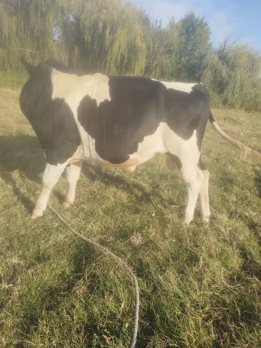 Vând taure și  vaca cu  lapte