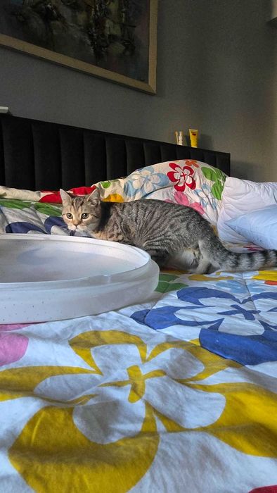 Британски котета,Британска котка