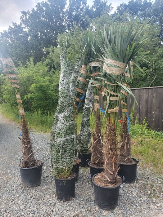 Platan  palmier tuia mesteacăn tei