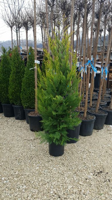 Thuja occidentalis smaragd, tuia columnaris, leylandii, aurea etc