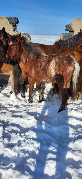 Продам жеребят, жабагы.