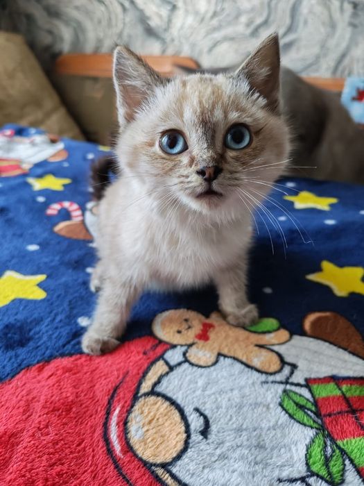 Котёнок мальчик 2.5 мес.