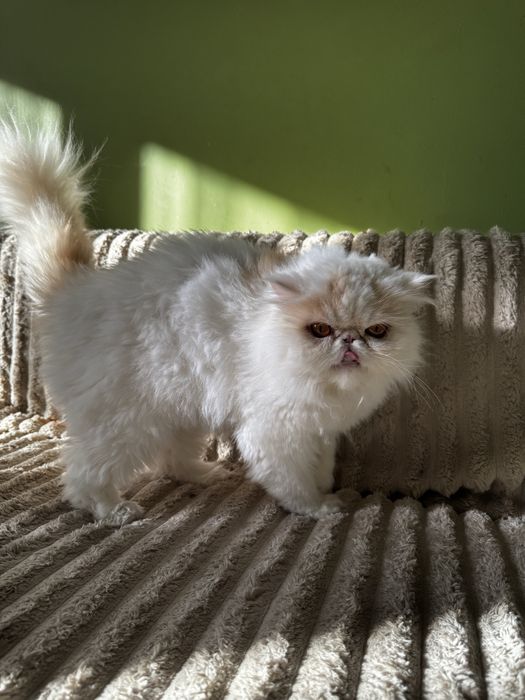 Pisica persana cu pedigree