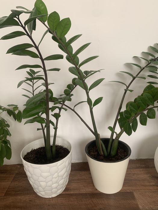 Комнатные цветы фикус замиокулькас