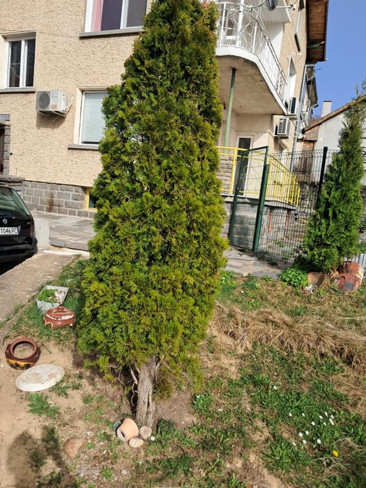 3 - метрова туя -35€