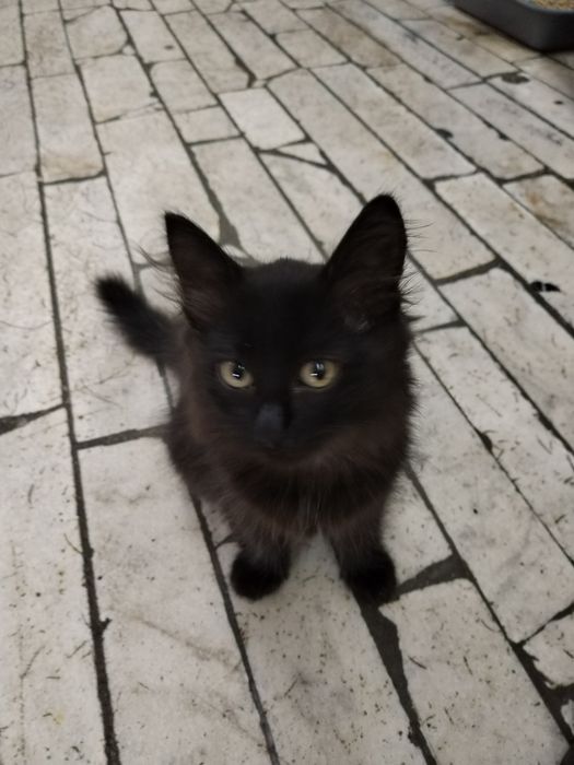 Котята ищут семью.