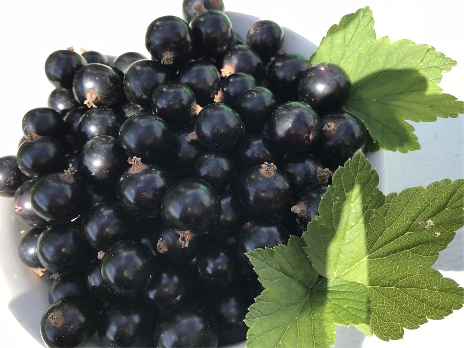 Варенье из черной смородины с сахаром