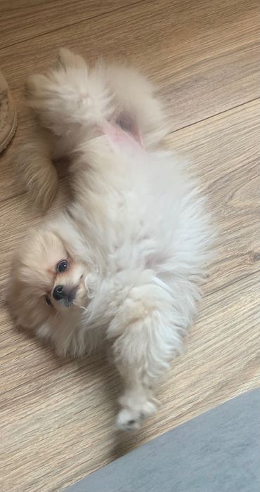 Продам щенка шпица