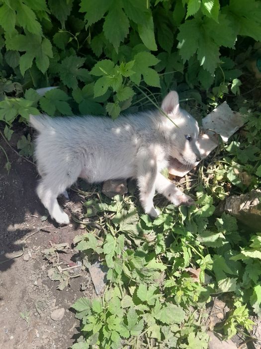 Отдам щенят в хорошие руки