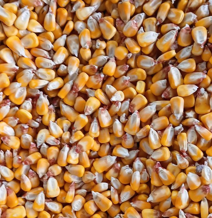 Vând porumb boabe