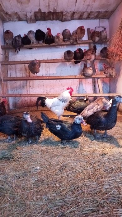 Продам индоуток разного возраста.