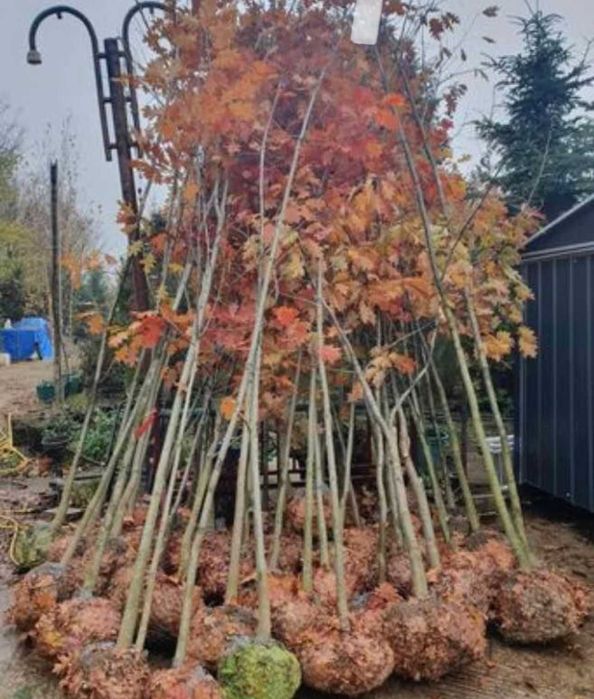 Copaci  ornamentali la comanda