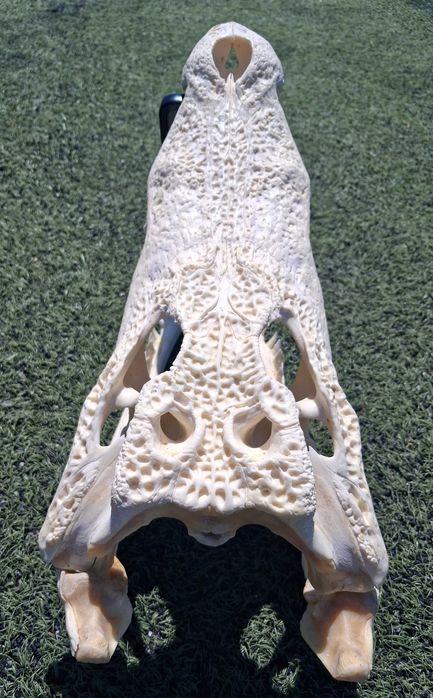 Последна оферта! Челюст КРОКОДИЛ с Документ за притежание по CITES