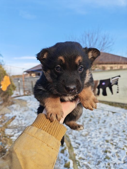 Vând pui Ciobanesc German