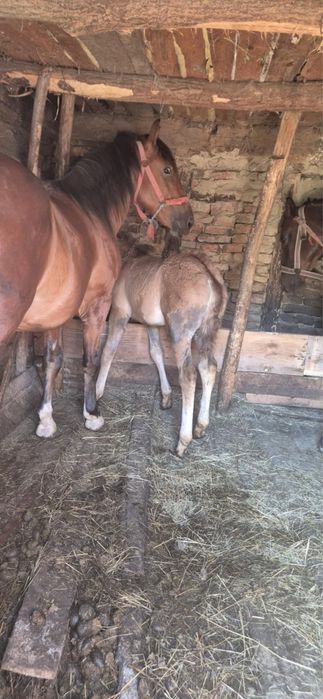 vand manz de 7 luni .