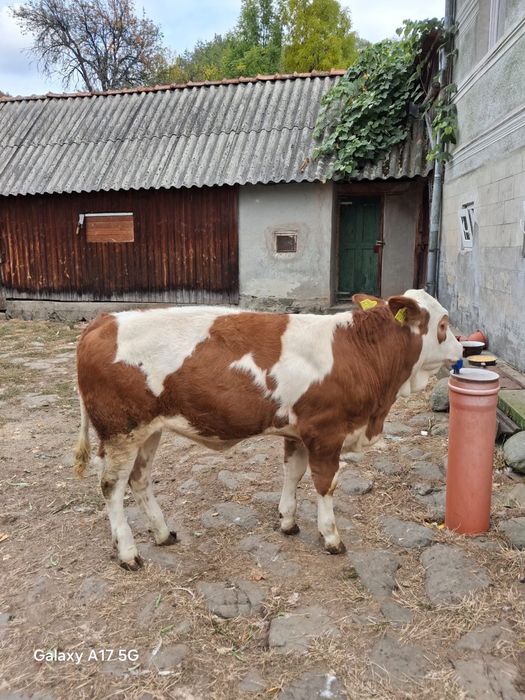 Vand vițică.