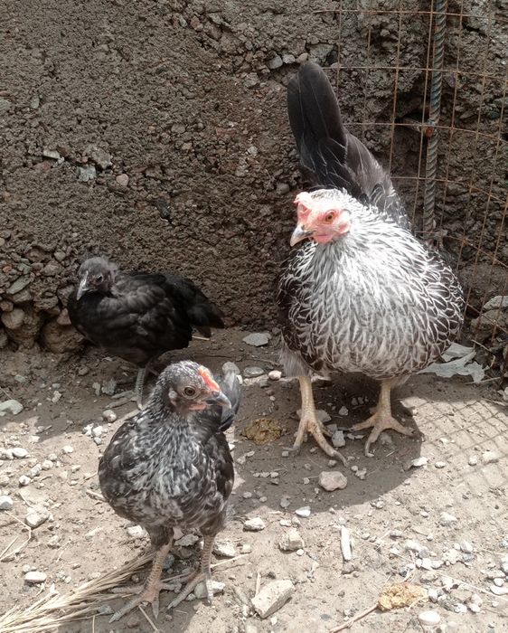 Куры  Шабо чистопородные, 5-7 мес, ,доставка