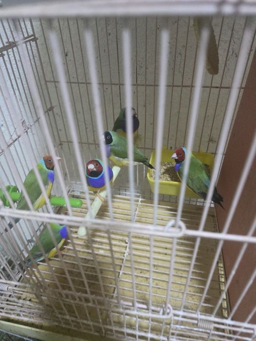 Амадины астриьлды