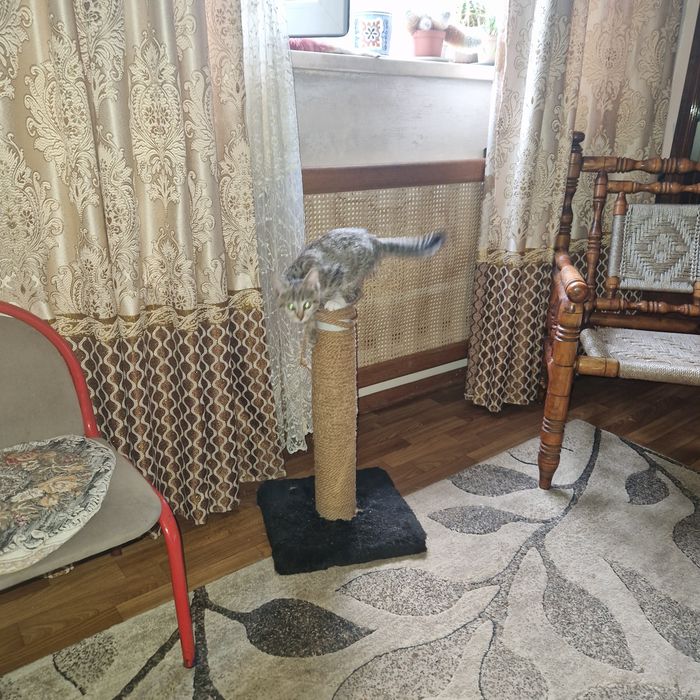 Котёнка девочка ко всему преучин