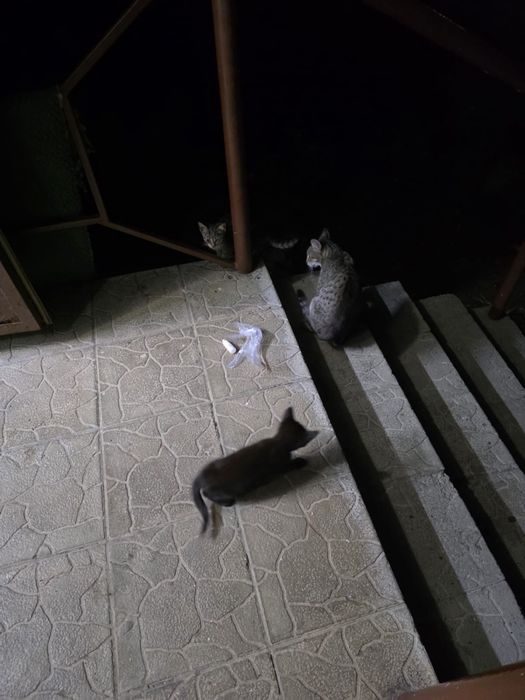 Котёнок ищет дом