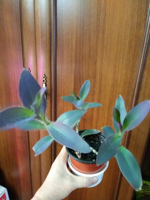 Толстянка.Пиперомия глабелла. Сеткреазия .