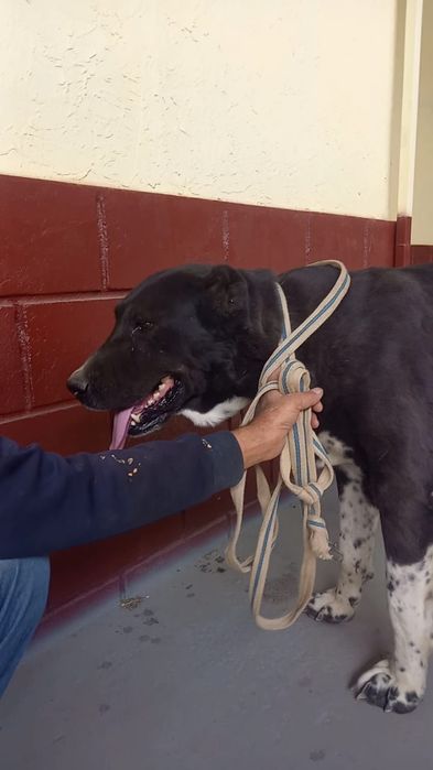 3жасар каншык тобет сатылады.