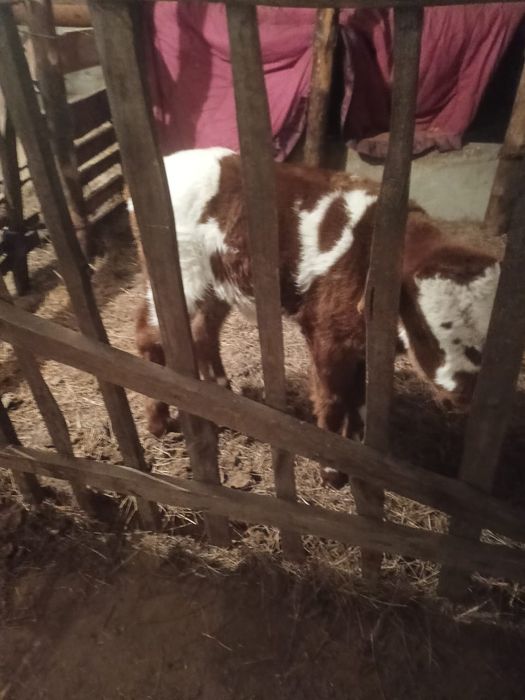 Продам продам теленка