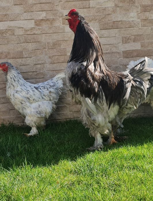 Vand Gaini,Cocosi,Familii Brahma diferite culori.Trimit în tara