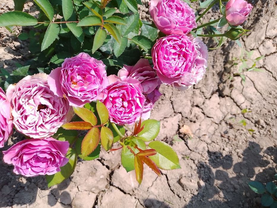 Sifatilik atirgul kochatlari