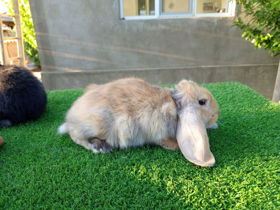 Кролик Французский баран