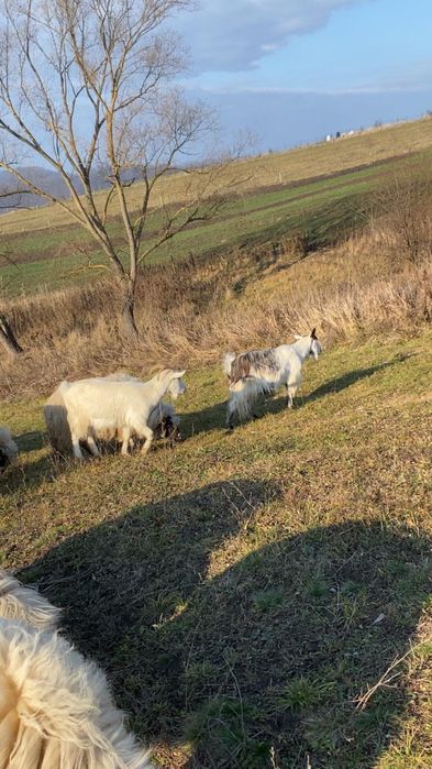 Vand doua capre gestante