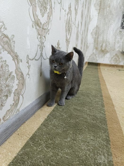 Мушуклар Кошки .