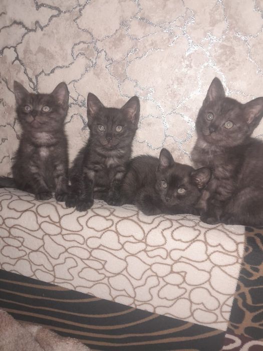 Отдам котят бесплатно