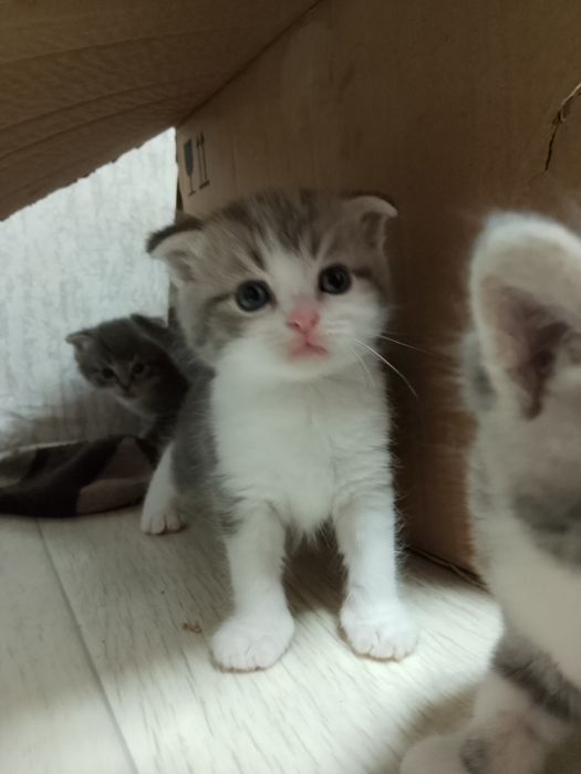 Продаются очаровательные котята