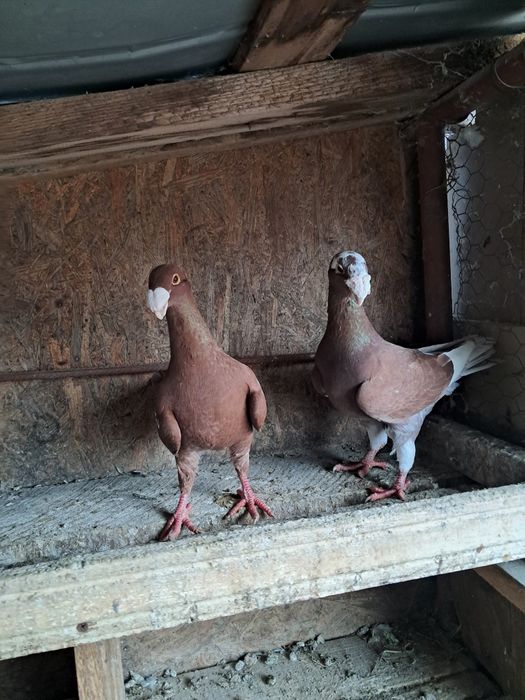 Porumbei de vânzare