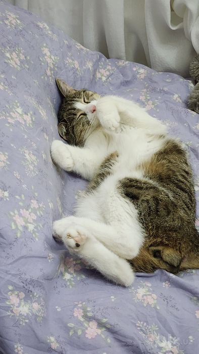 Отдам кота в добрые руки