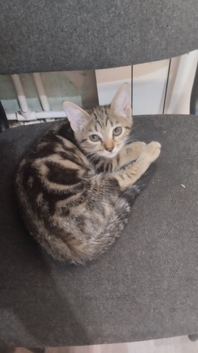 Отдам кота и кошечку