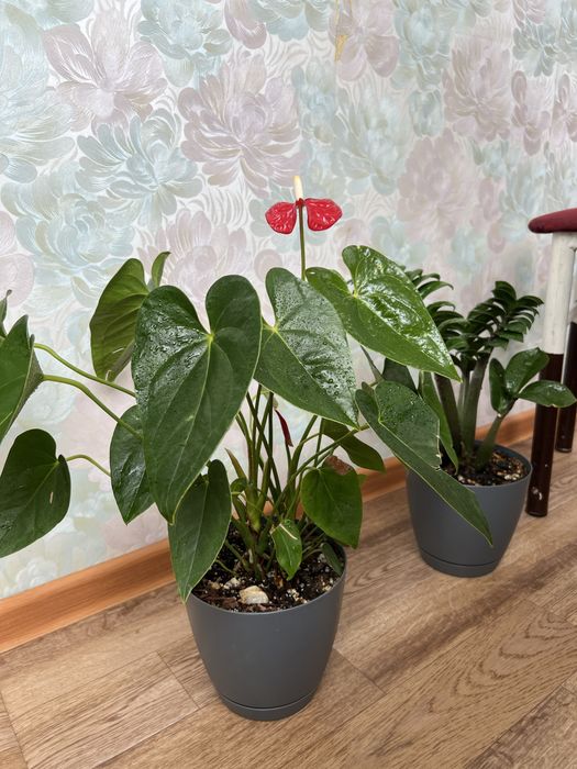 Продам Комнатные цветы