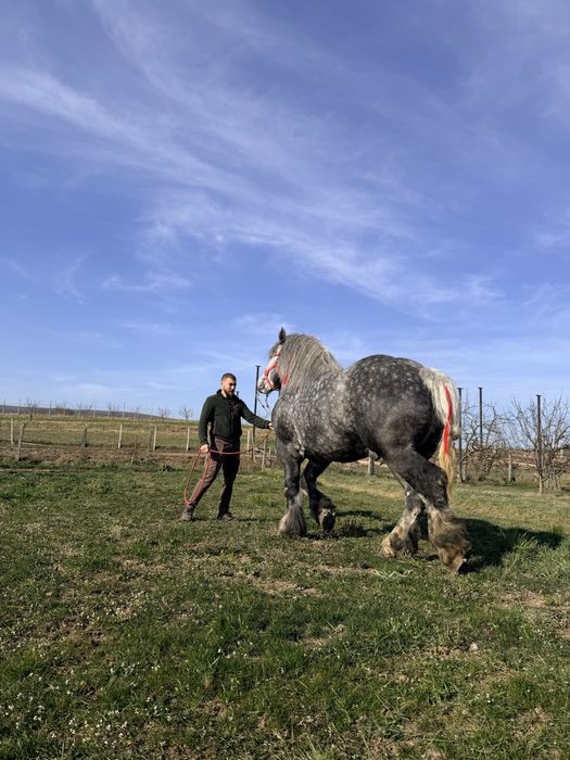 Armăsar disponibil pentru montă